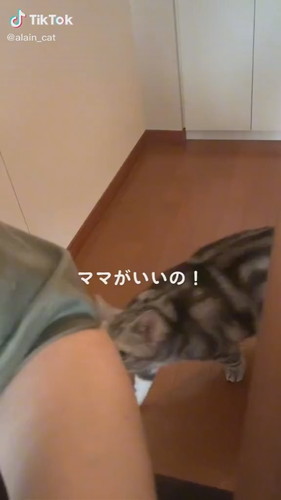 近づく猫