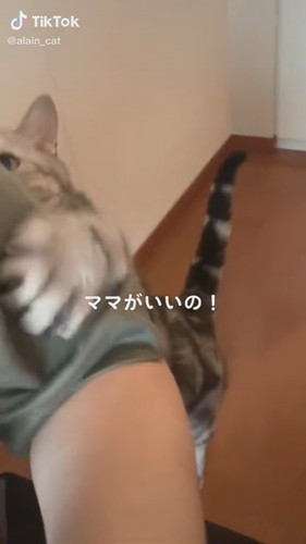 しがみつく猫