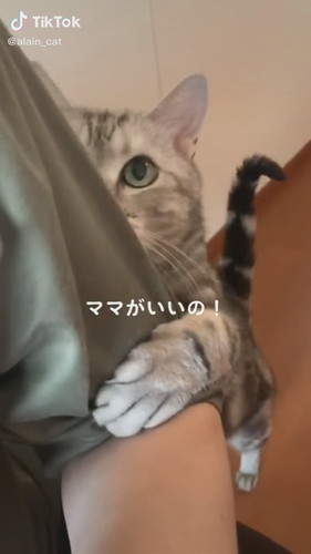 しゃべってる猫