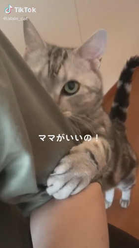 見上げる猫