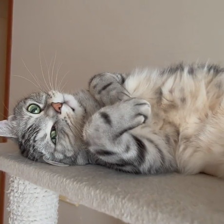 ゴロゴロする猫