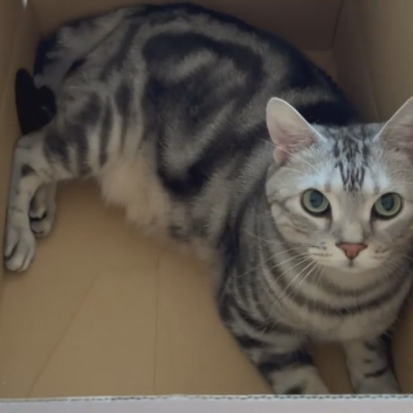 ダンボールが好きな猫
