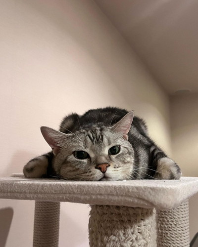 リラックス中の猫