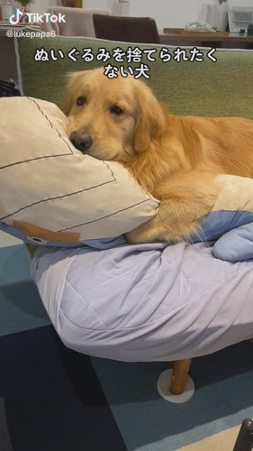 ぬいぐるみとゴールデンレトリバー