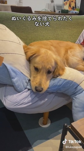 取られたくないルークくん