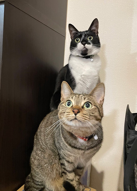 トーテムポールみたいな猫