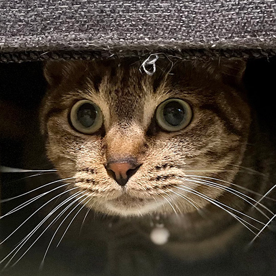 目がまん丸のふれあくん