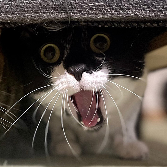 口を開けたカン吉くん