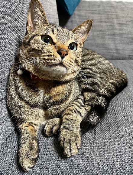 いつものふれあくん