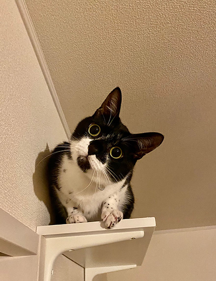 普段のカン吉くん