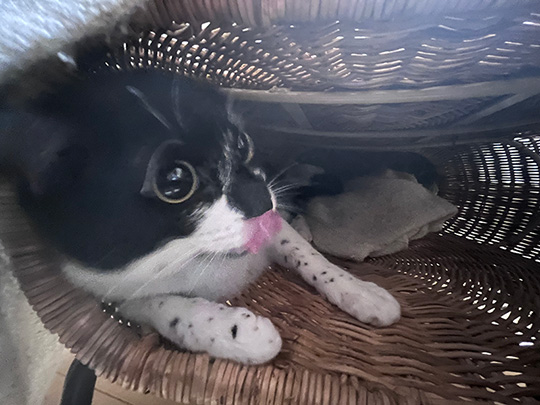 ワンコのような猫