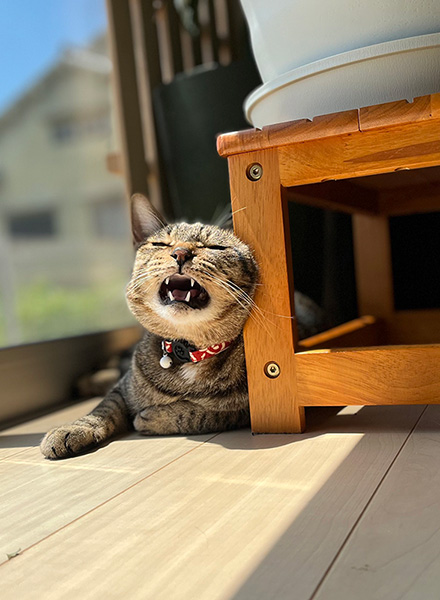 日向ぼっこで気持ちよさそうな猫