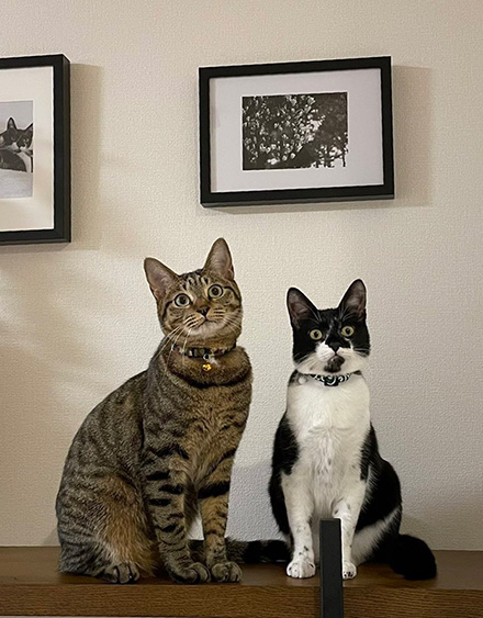 目がまん丸の猫