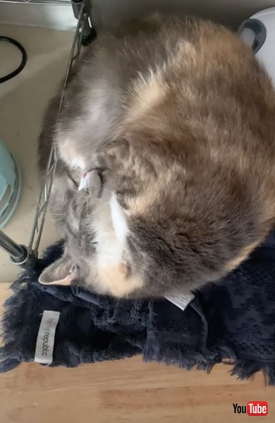 ふきんの上で寝るニャンコ