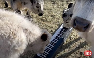 ピアノに興味津々な牛