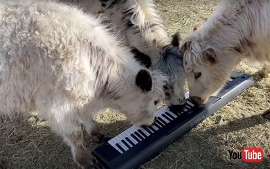 仲良くピアノを奏でる牛たち