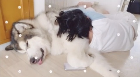 抱きつかれても起きない犬