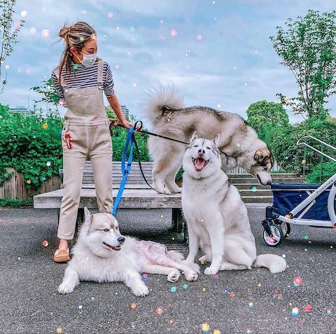 犬3匹の散歩風景