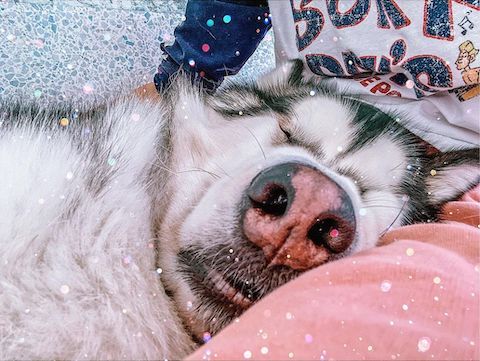 かわいい寝顔の犬