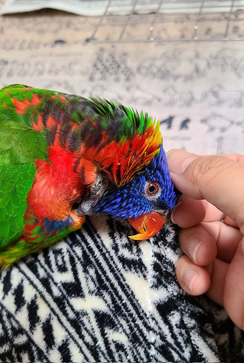 こうなったキキくん