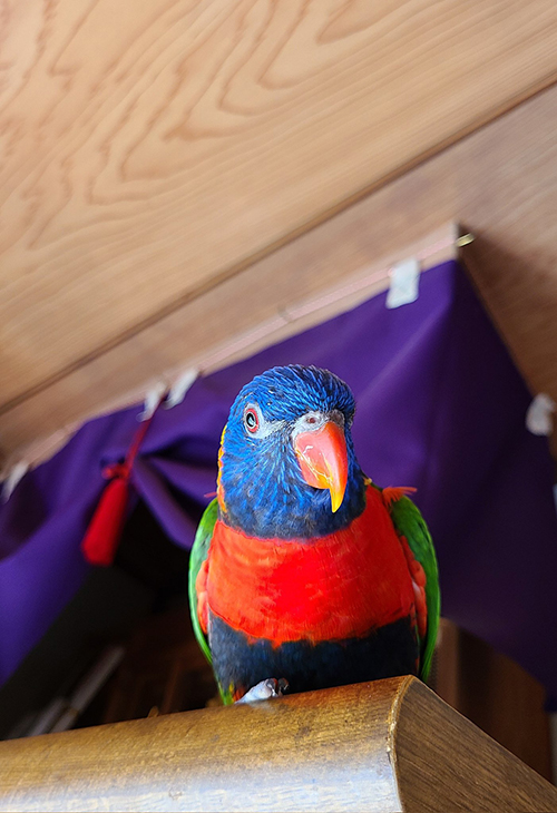 神棚とキキくん