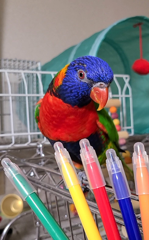 マーカーとキキくん