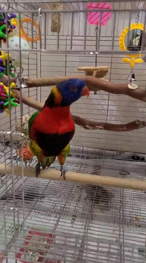 縦ノリキキくん上