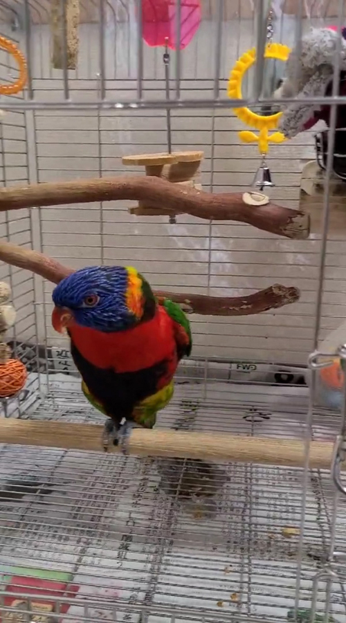 左に動くキキくん