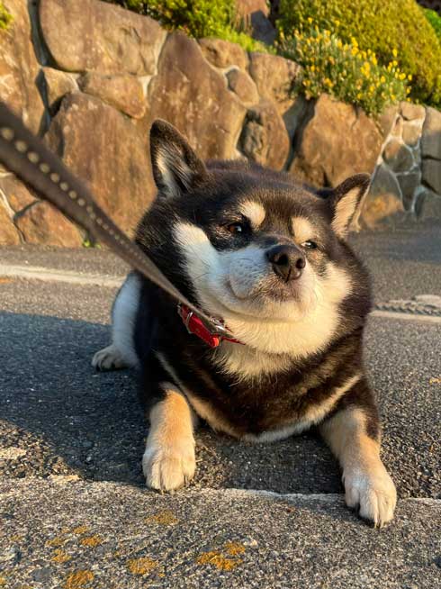散歩拒否柴犬