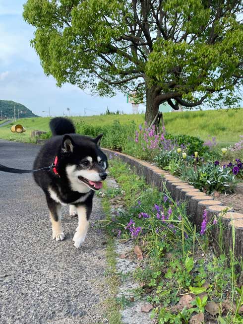スタスタお散歩するワンコ