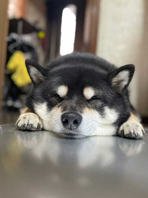 ひんやりを満喫する柴犬