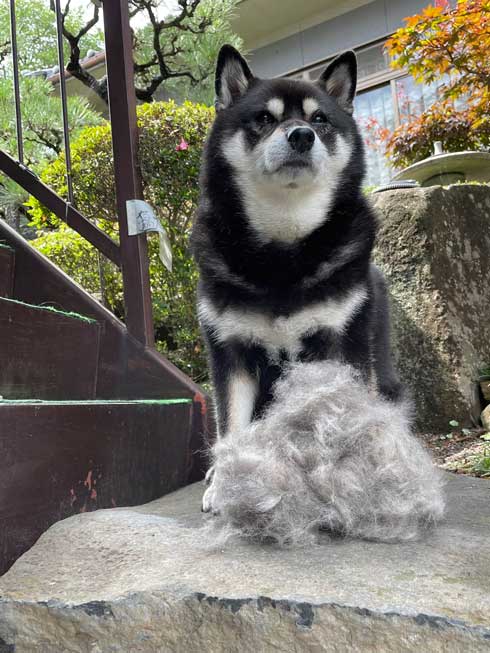 きりっとした表情のワンコ