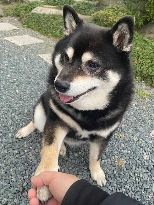 あいらしい柴犬