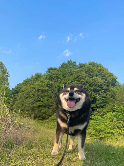満面の笑みの柴犬