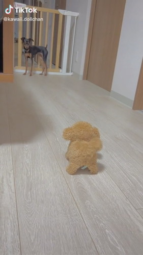 おもちゃのワンコが怖いドルちゃん