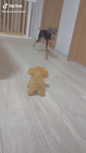 びっくりしたワンコ