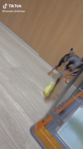 急カーブするワンコ