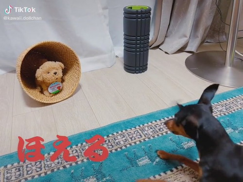 ほえるドルちゃん