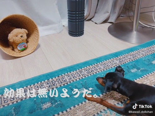 ぬいぐるみとドルちゃん