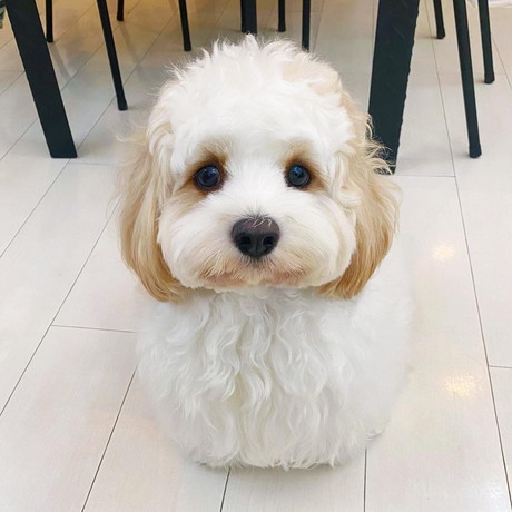 もこもこワンコ