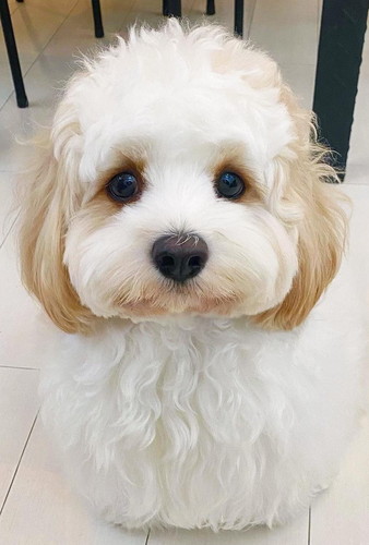 もこもこのワンコ