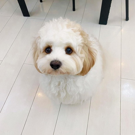 もふもふのワンコ