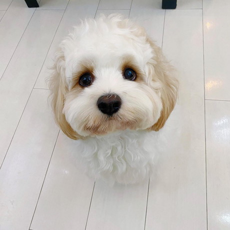 まん丸なワンコ