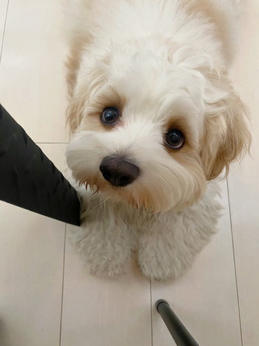 見上げるワンコ