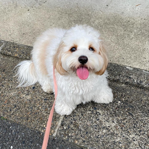 帰宅拒否ワンコ