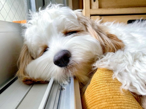 すやぁ……なワンコ