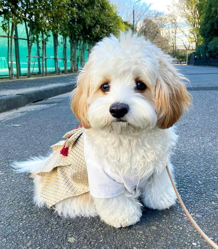 キリッとしたワンコ