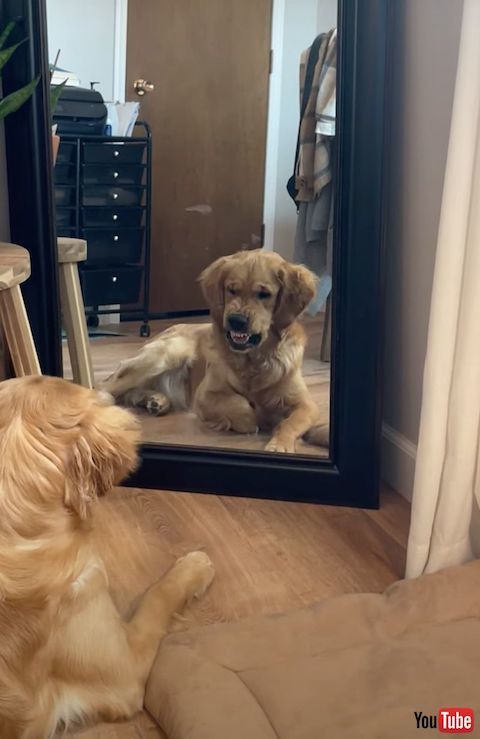 うなり声をあげそうな犬