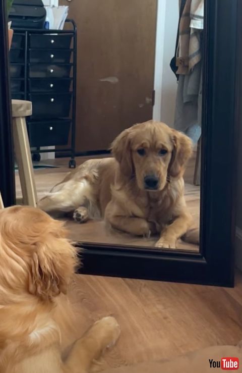 表情がもとに戻る犬