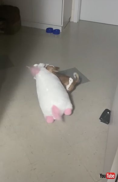 ぬいぐるみをお家に入れようとするワンコ